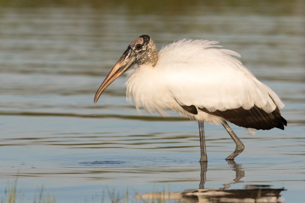 Woodstork