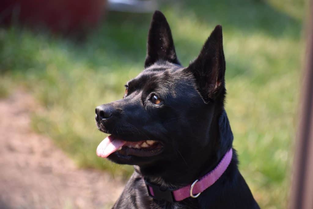 Our Basenji Heeler waiting for the ball to be thrown.