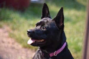 Our Basenji Heeler waiting for the ball to be thrown.