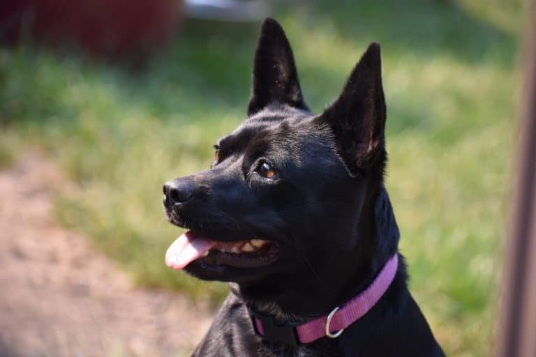 Basenji Mix
