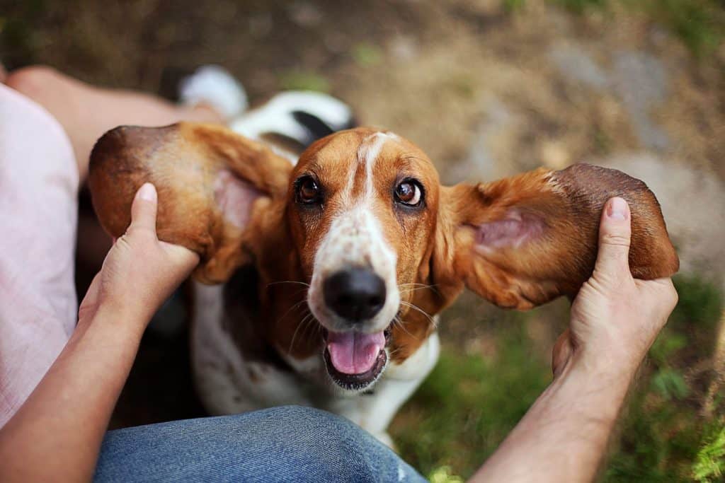 Happy dog basset hound with ears up. Beautiful kind dog. Pets