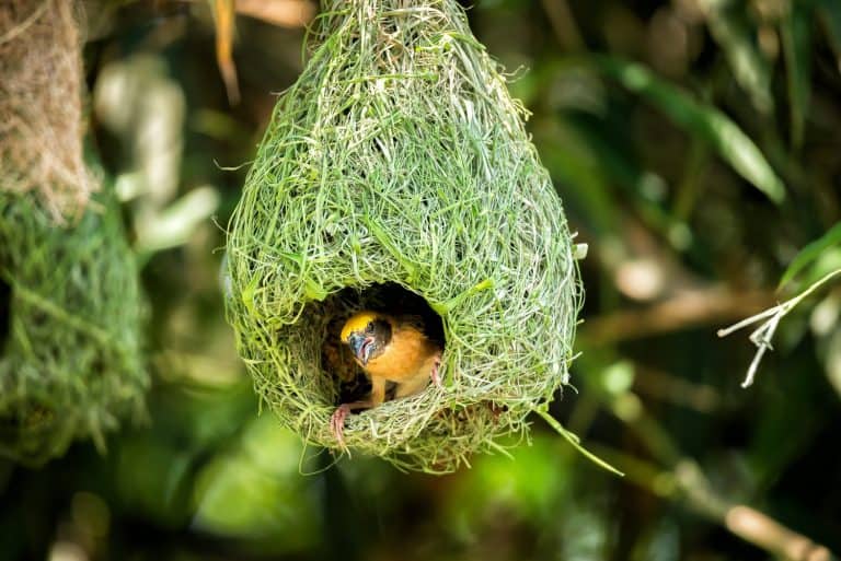 Wildlife - Weaver Birds Nest on Bamboo Tree in Nature Outdoor