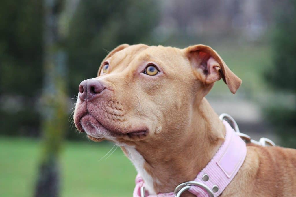 Pittbull terrier dog in the park. Dog outside.