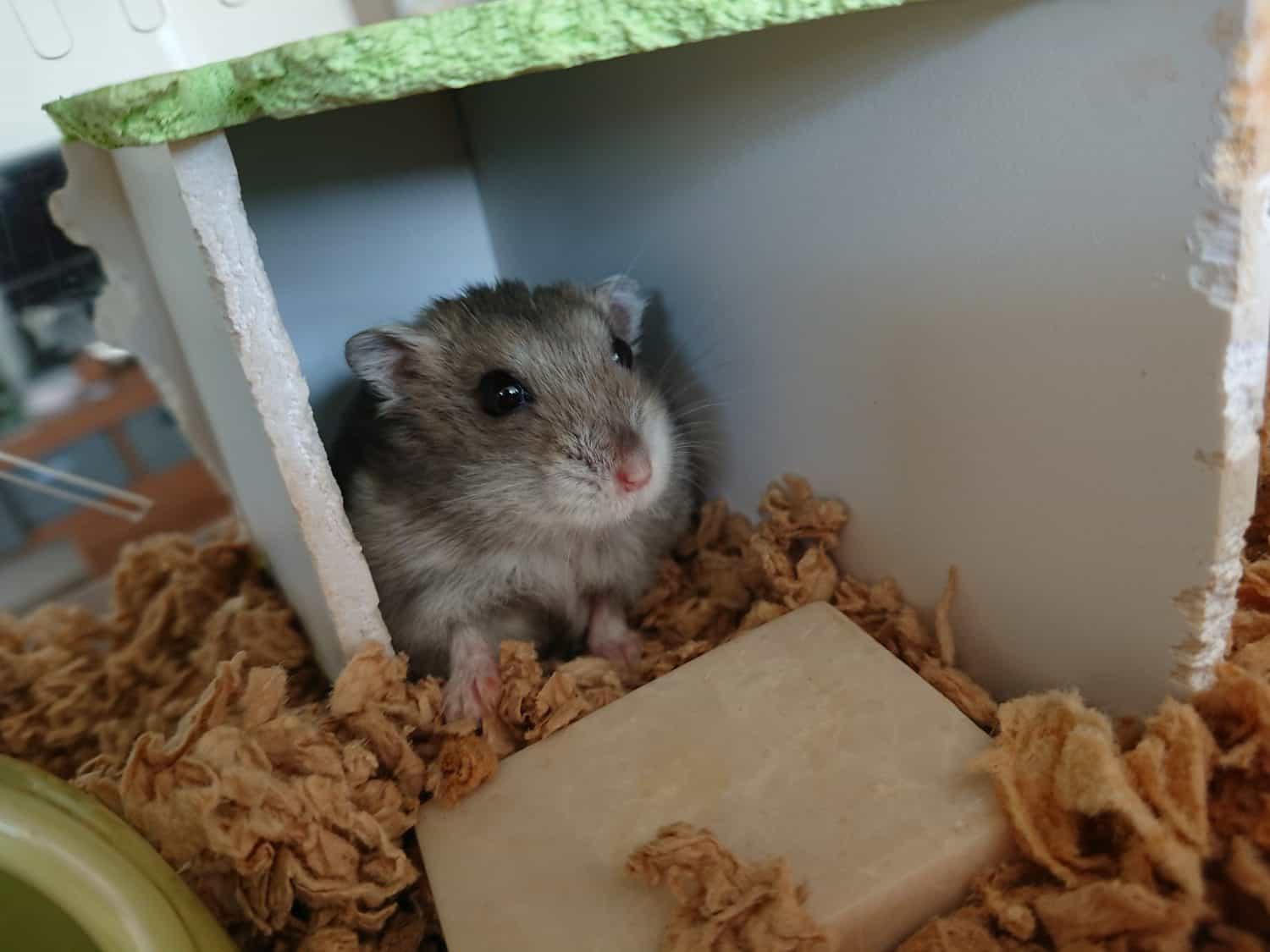 Lovely hamster