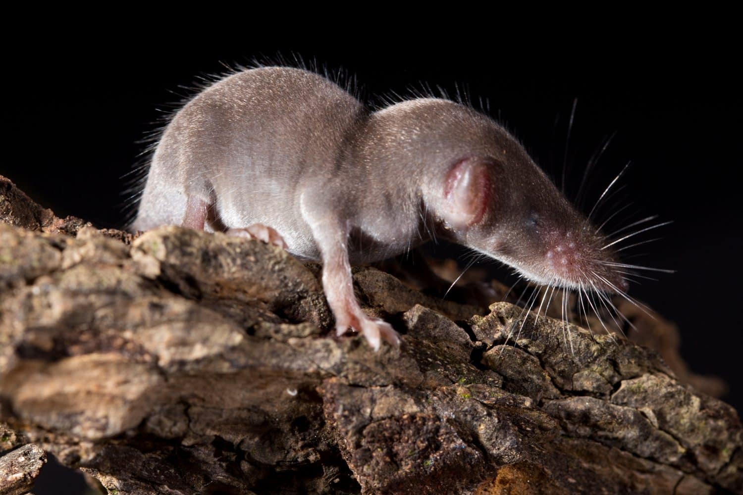 Shrew, the smallest mammal