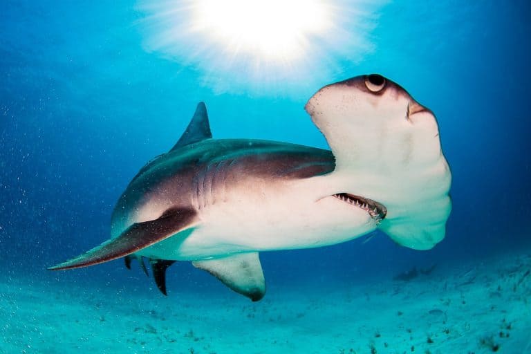 Hammerhead Shark in the Bahamas