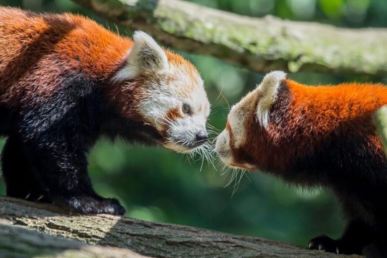 Red panda kiss