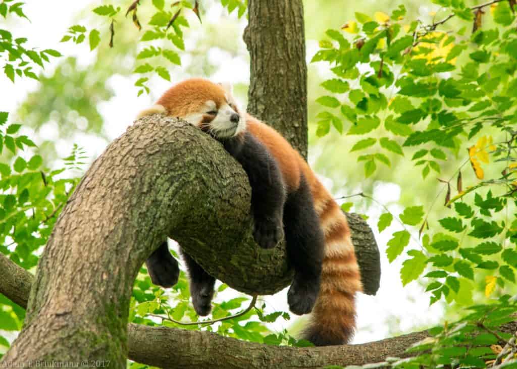 Sleeping Red Panda