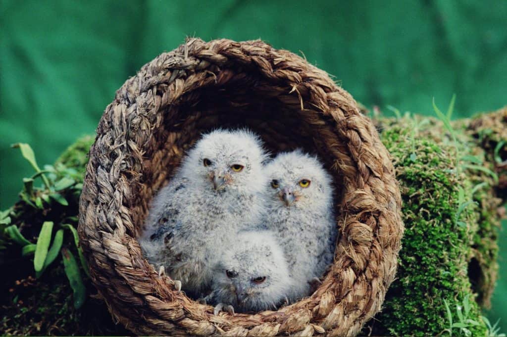 Baby birds