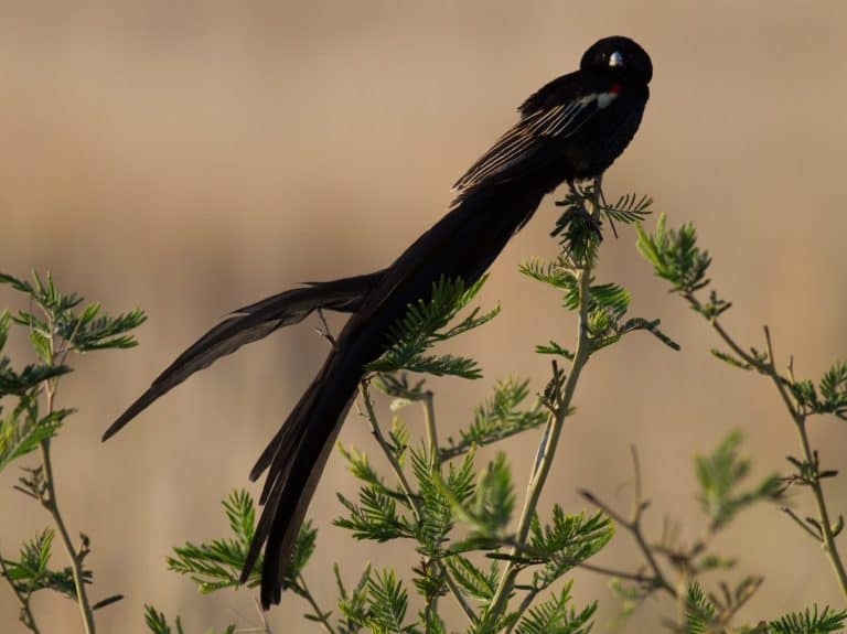 Long-tailed Widowbird (Euplectes progne) male in display flight,South Africa.