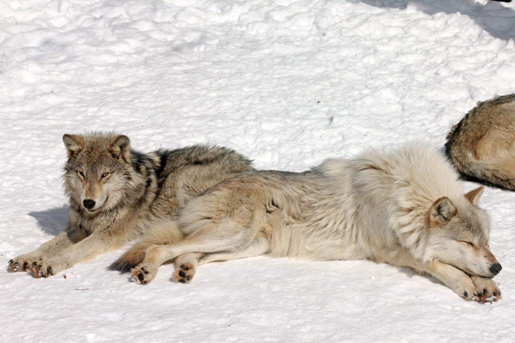 Wild Gray Wolves in Northern Ontario, Canada (this is a wild wolf pack photographed from a blind)