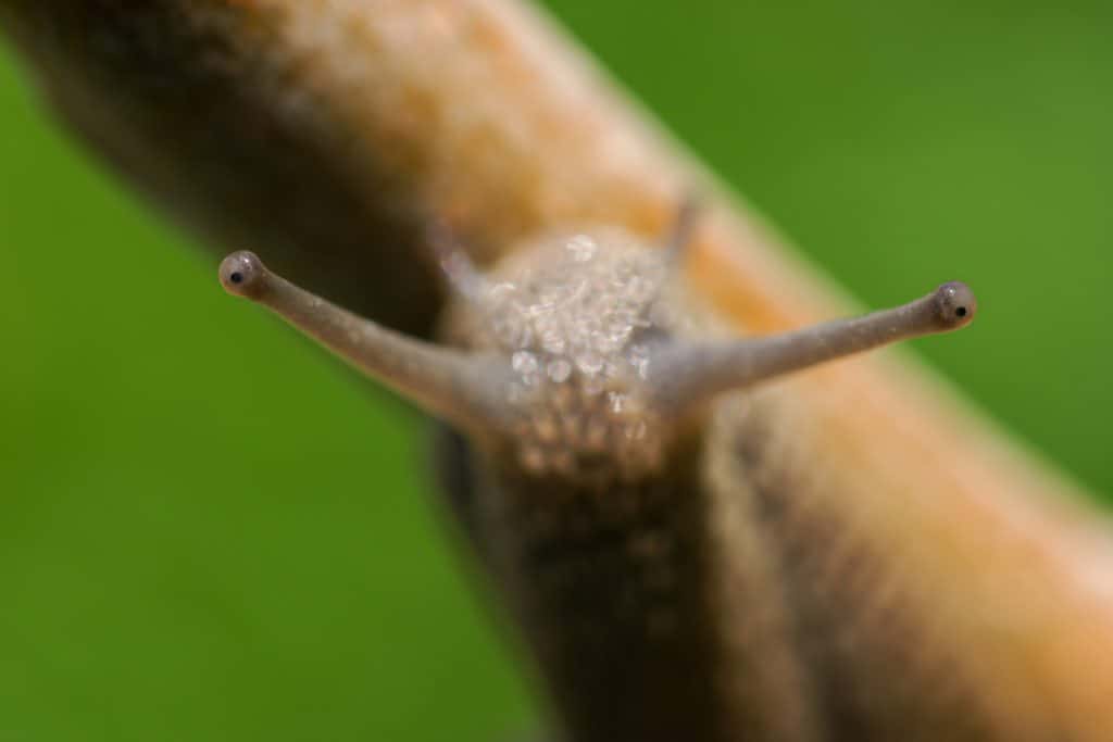 Focus macro detail shot on snail eyes