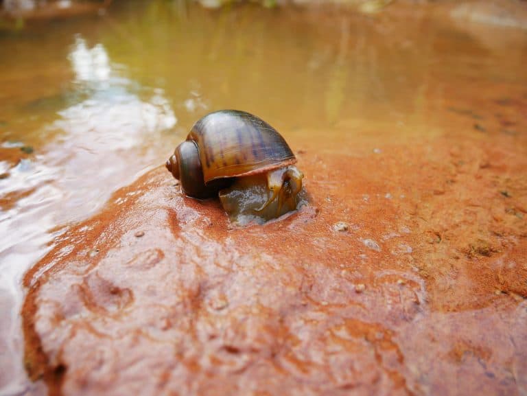 Golden apple snail, freshwater snail