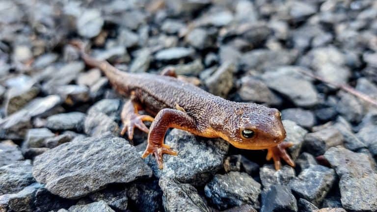 Close-up of rough skinned newt walking towards camera on gravel