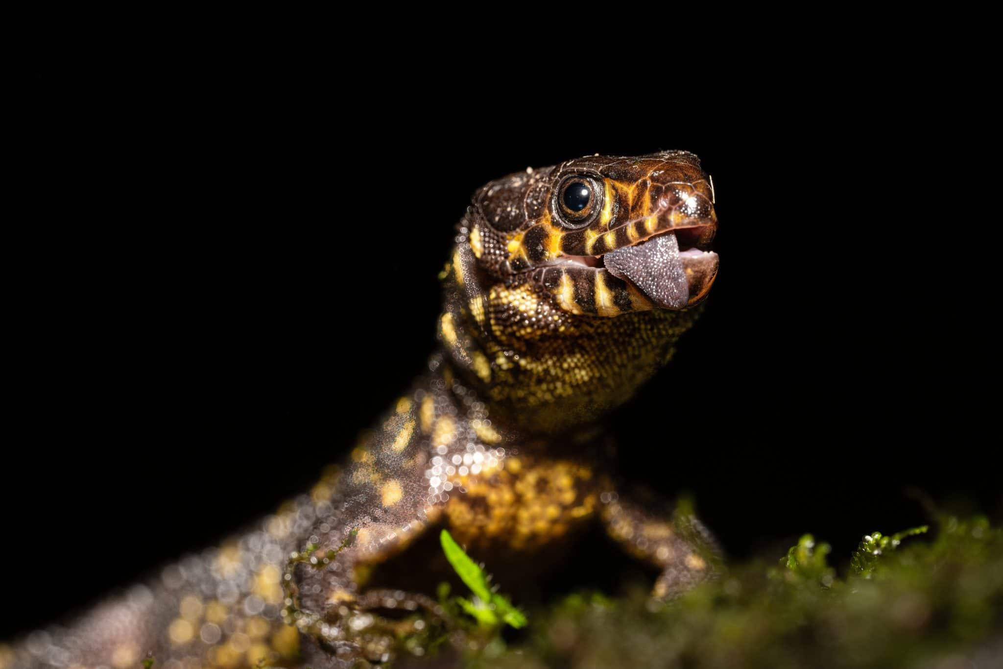 Survivors of the Apocalypse: These Lizards Survived the Planet’s ...