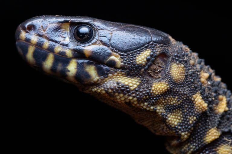 Night Lizard from Costa Rica