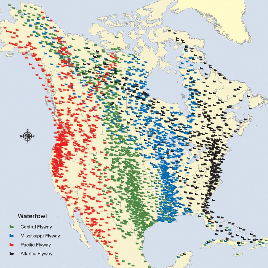There are four major flyways in North America: the Pacific, Central, Mississippi and Atlantic Flyway