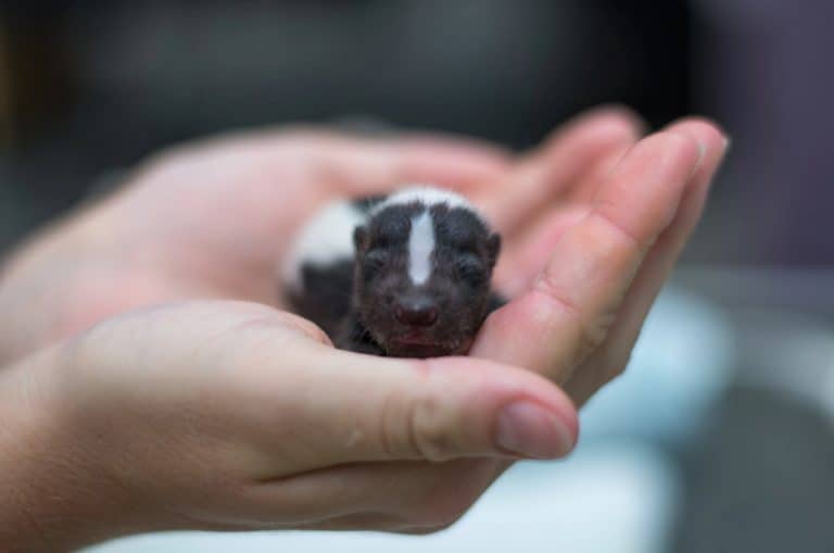 Marshmallow, Cincinnati Zoo's new baby skunk kit