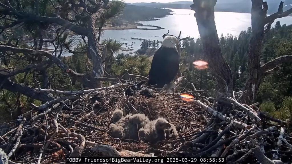 Big Bear Eagle Cam