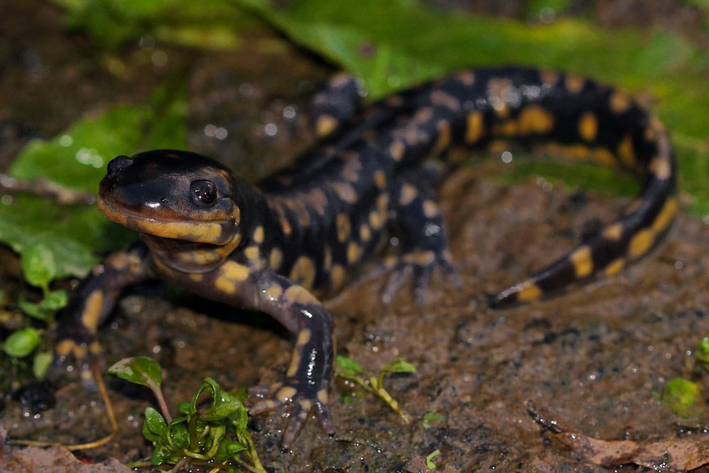 Eastern Tiger Salamander (Ambystoma tigrinum)