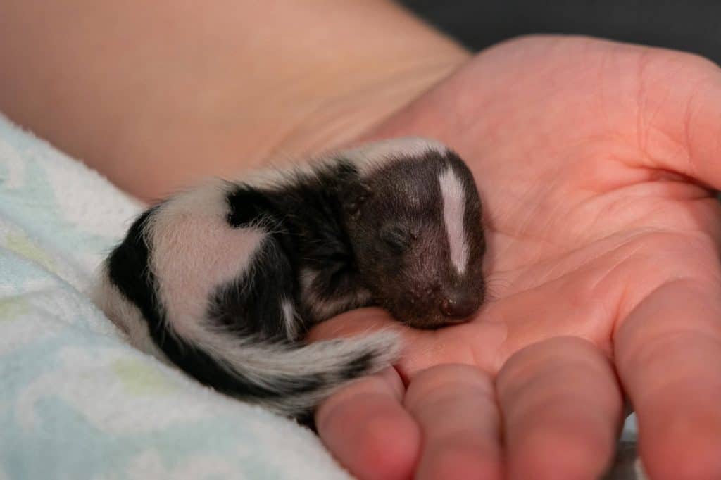Marshmallow, Cincinnati Zoo's new baby skunk kit