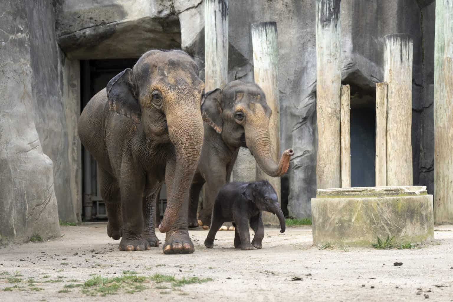 Elefant Rita Meet Rita Jean, the Columbus Zoo's Newest Resident - A-Z Animals
