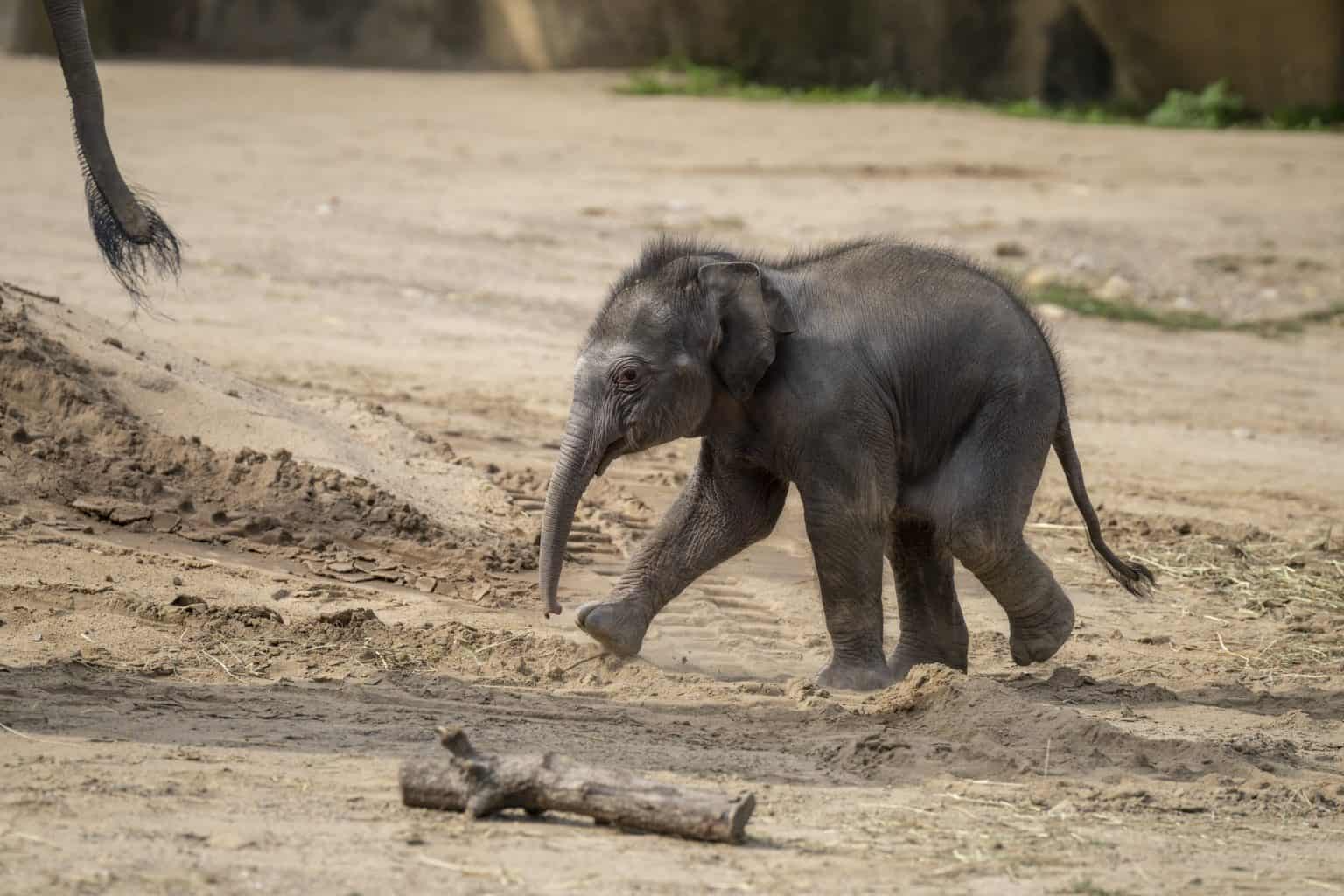 Elefant Rita Meet Rita Jean, the Columbus Zoo's Newest Resident - A-Z Animals