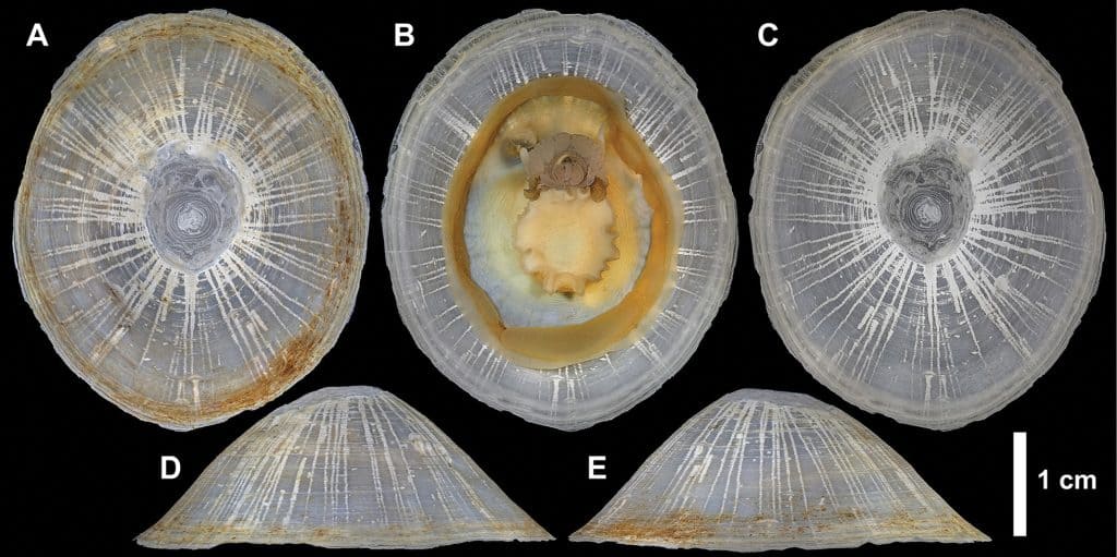 Bathylepeta wadatsumi, detailed view.