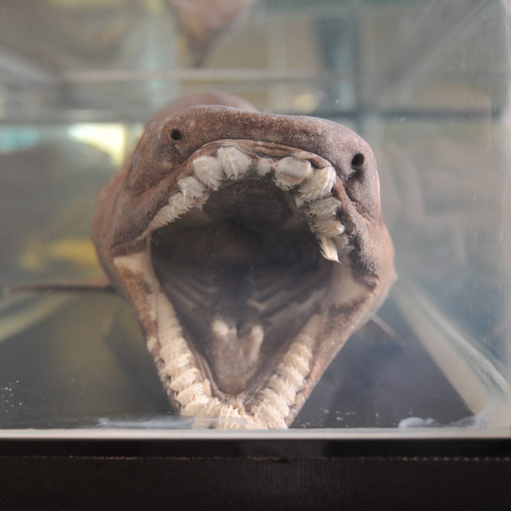 The mouth of a frilled shark (Chlamydoselachus anguineus) at Shin-Enoshima Aquarium.
