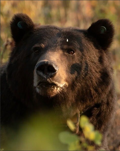 Cody the grizzly bear in Grand Teton National Park