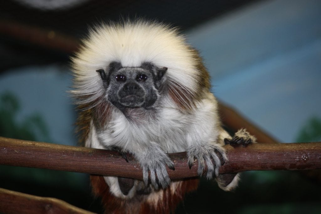 Cottontop Tamarin at the Louisville Zoo