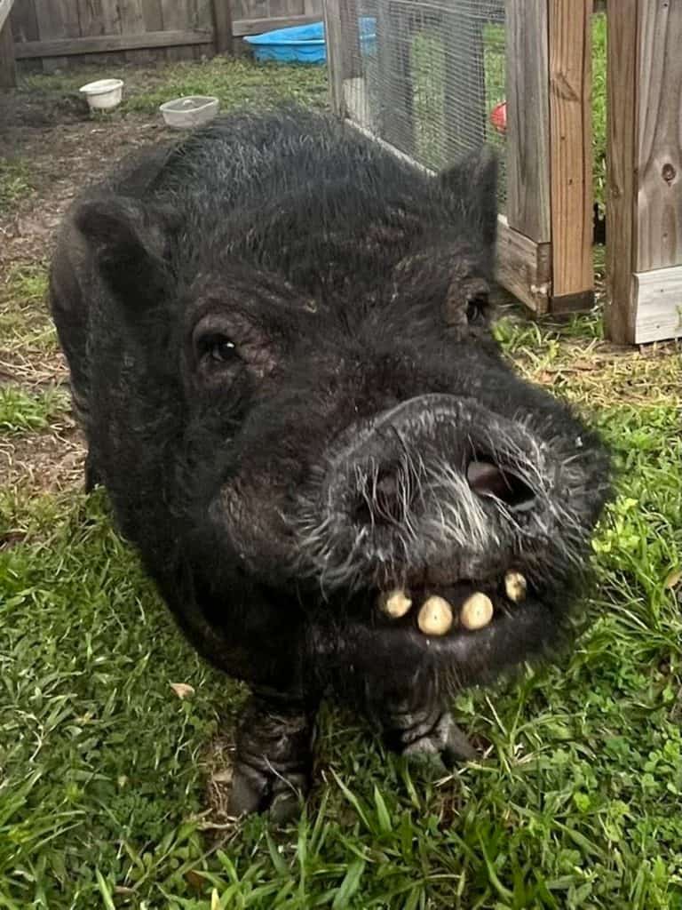 Dixon's smile appears to have been filed down over the years