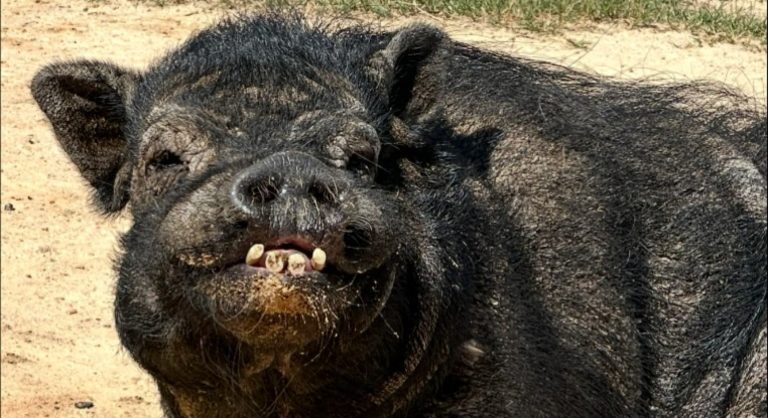 Dixon the pig soaking up the sunshine with his toothy smile on display