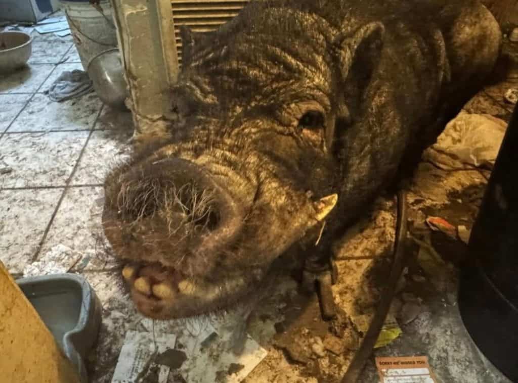 Dixon was found in a hoarding situation before coming to the sanctuary