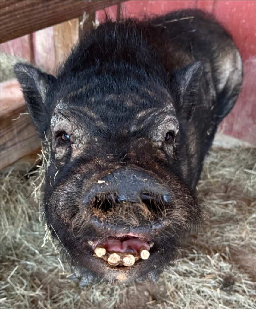 Dixon the pig smiling at Frog Song Farm Sanctuary