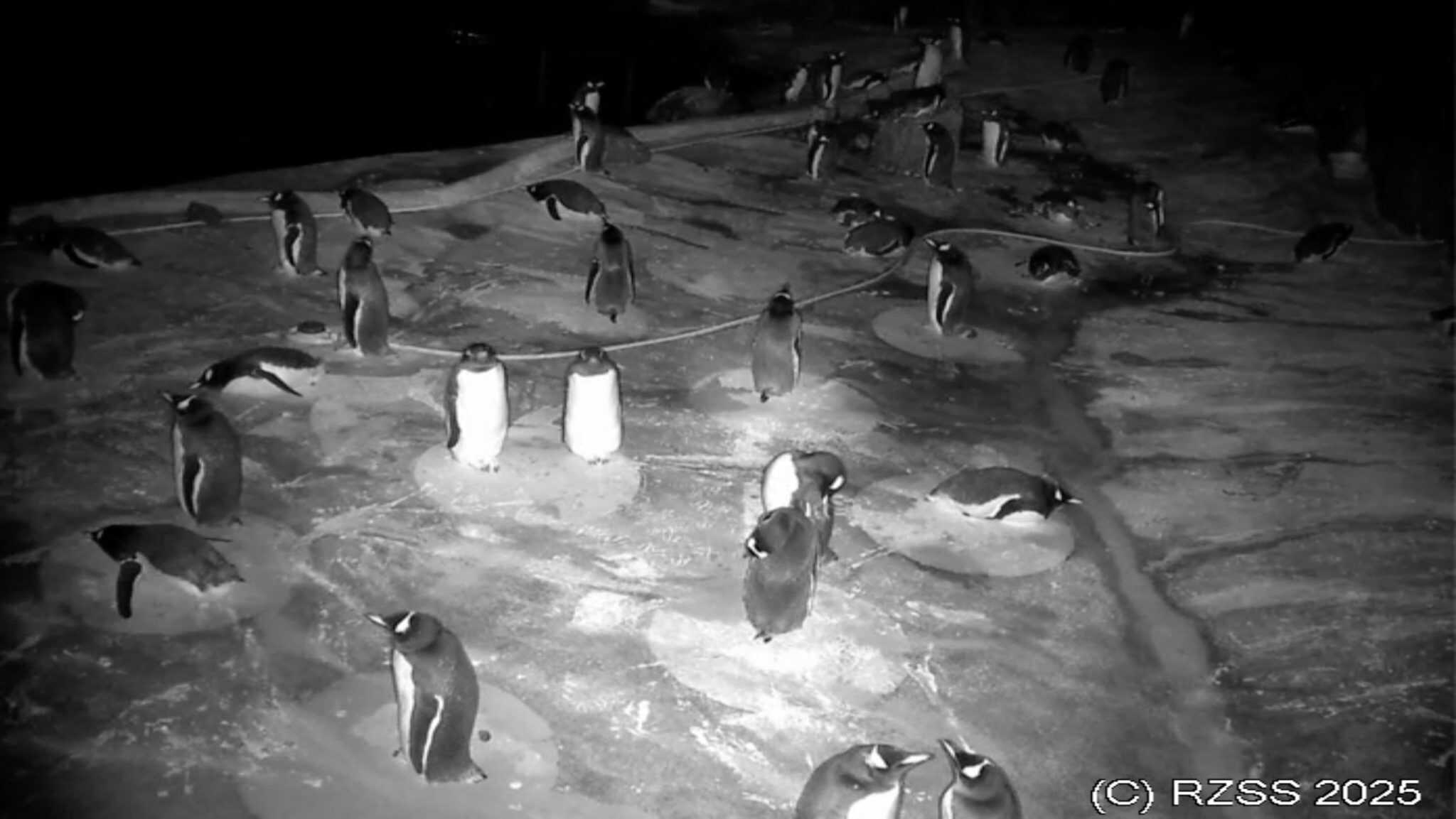 These Zoo Livestreams Will Be An All Day Distraction A Z Animals these-zoo-livestreams-will-be-an-all-day-distraction-a-z-animals