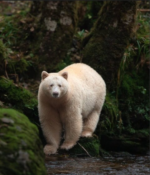 The mythical Kermode bear emerges from the woods