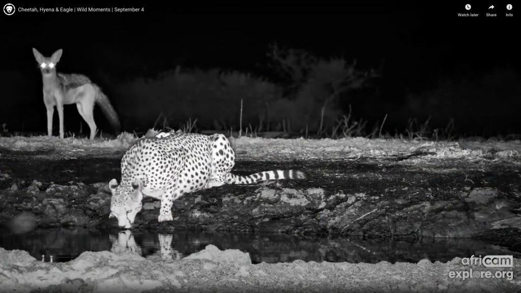 A still of a cheetah and a coyote at a watering hole from the Explore Africa livestream highlights