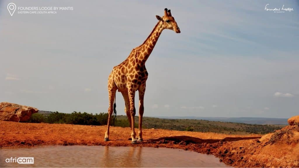 A still of a giraffe from the Founders Lodge Africam livestream