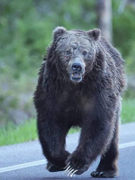 A large grizzly in Grand Teton National Park running down the road