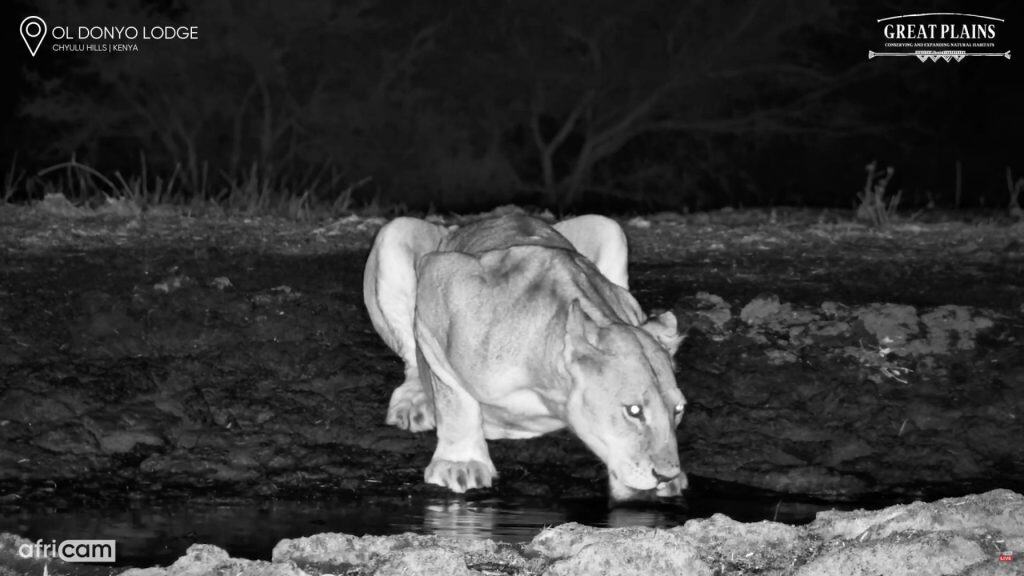 A stillshot of a lion drinking at a waterhole at ol Donyo Lodge