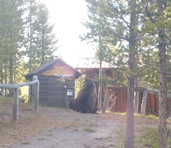 A huge grizzly uses a cabin as a scratching post in Montana