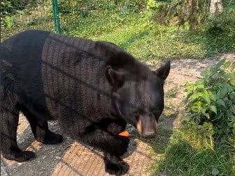 Holly Bear eating snacks at the North American Bear Center