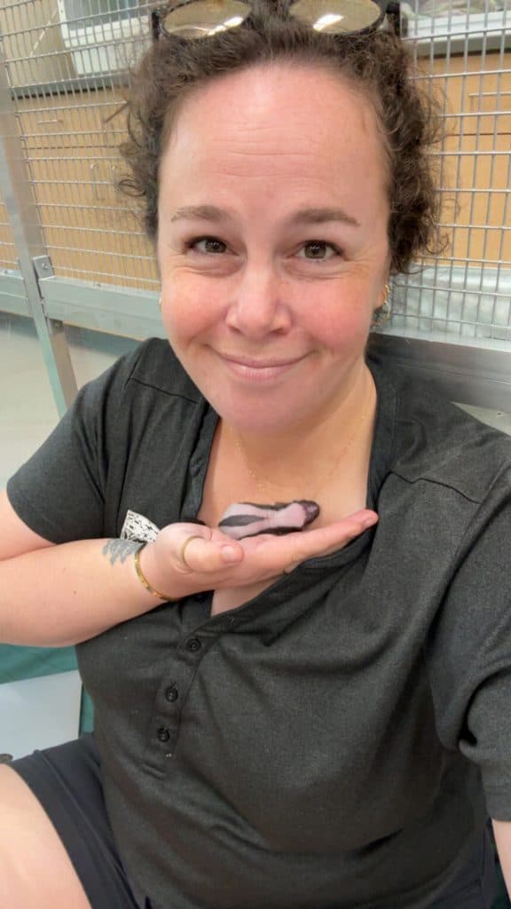 Keeper Sarah Paese with Marshmallow, a newborn skunk kit