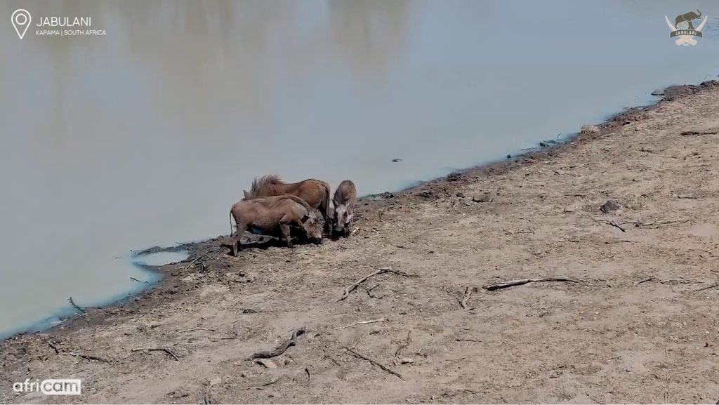 A still of a group of warthogs at a watering hole from the Jabulani Safari livestream