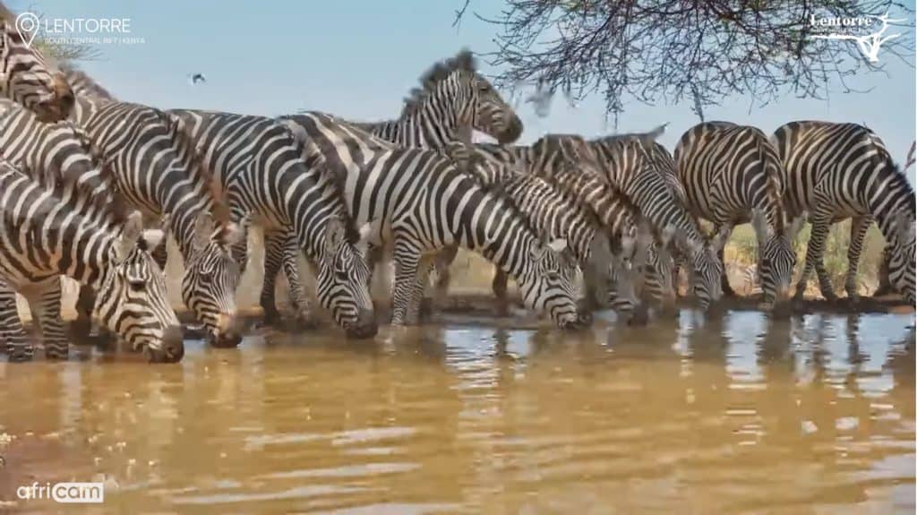 A still of a herd of zebras from the Lentorre Lodge Kenya Live Wildlife Cam