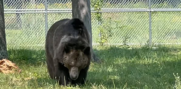 Leo, a senior Syrian brown bear rescued by Orphaned Wildlife