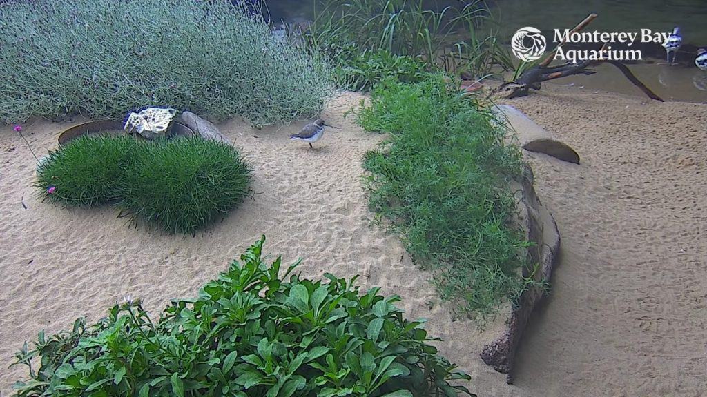 Watch our Aviary Cam carefully—you never know who'll stroll by. Our Aviary cam is available 7 a.m.-7 p.m. Pacific time.