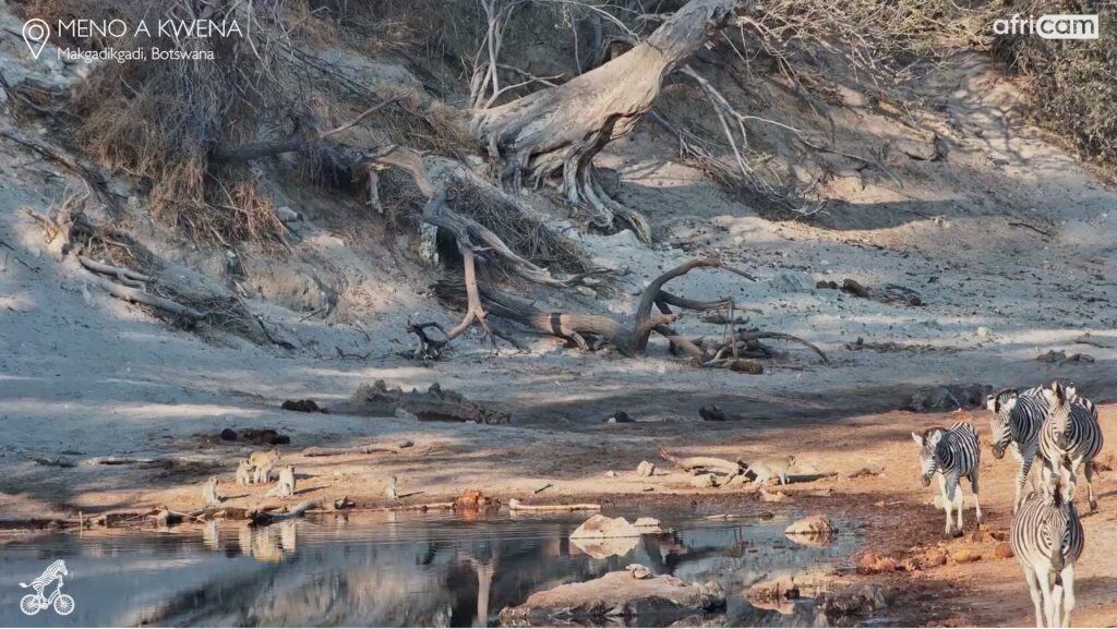 A still of monkeys and zebras from the Meno a Kwena wildlife livestream