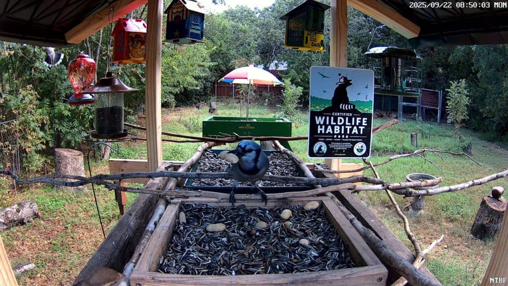 Join us for a peaceful and relaxing viewing experience through our live stream of a bird feeder camera located in a National Wildlife Federation certified habitat in North Texas.